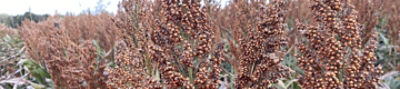 Sorgo 83G19_Desktop